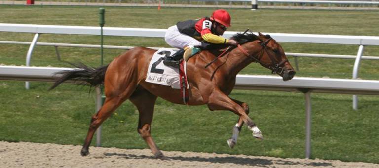 Thoroughbred racehorse