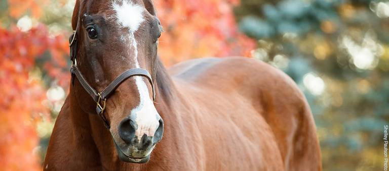 Senior horse with autumn leaves in the background.