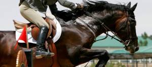 Show jumper over fence