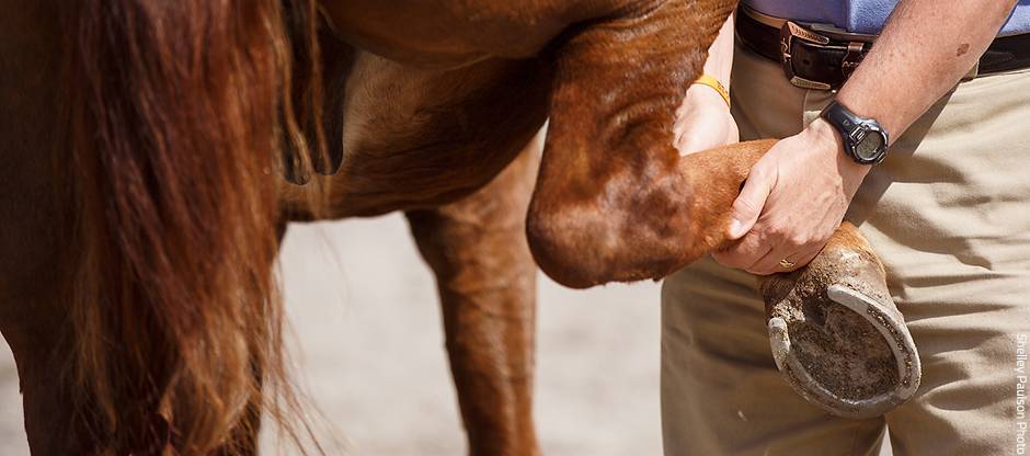 Vet performing a lameness exam flexing the hock.