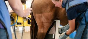 Vet taking x-ray of stifle.