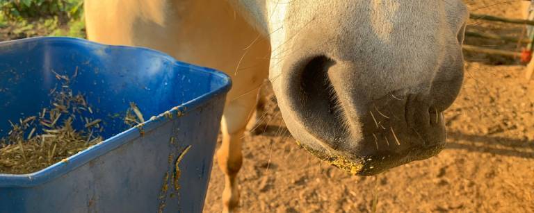 Close up of a horse's muzzle and bucket of chopped forage.