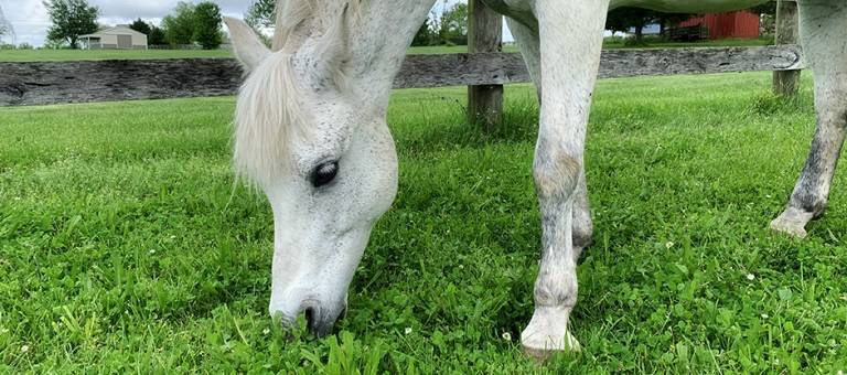 Grey pony grazing in a pasture with lush, green grass