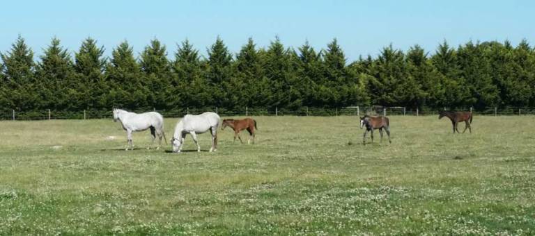 Springmount Stud
