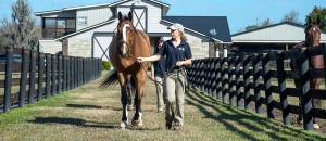 Leading a horse out of the barn