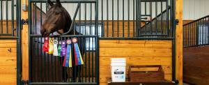 Warmblood horse with muscle disease