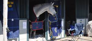 Paper bedding at WEG 2010