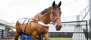 Image of a KER Research horse exercising on the walker while wearing a nappy.