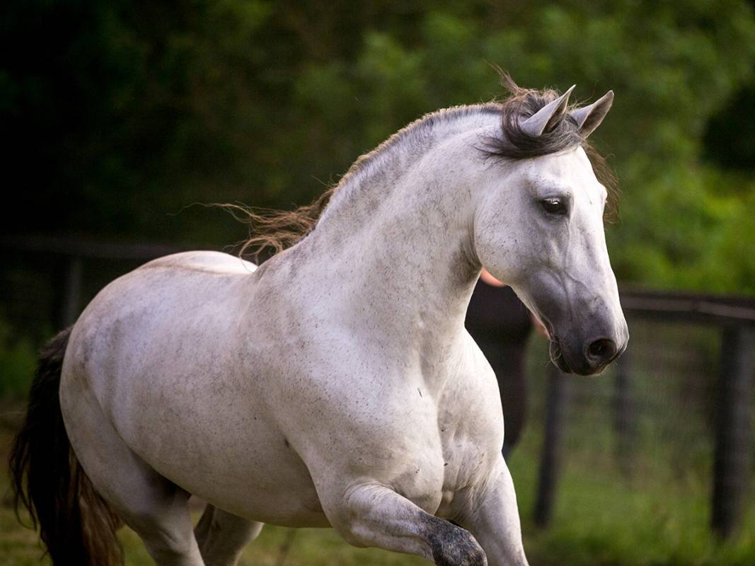 Ruth Perez, Art of Riding