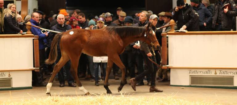 Frankel/Simple Verse colt at the Tattersalls November 2019 Foal Sale