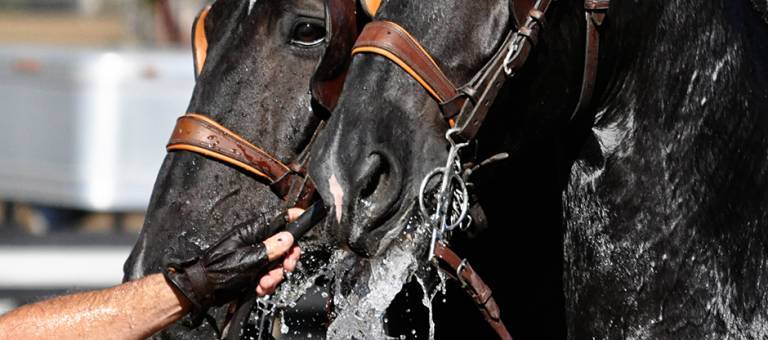 Driving horses drinking from hose