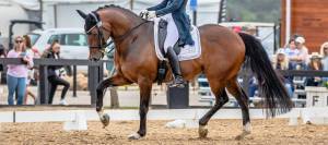 Dressage horse performing a test.