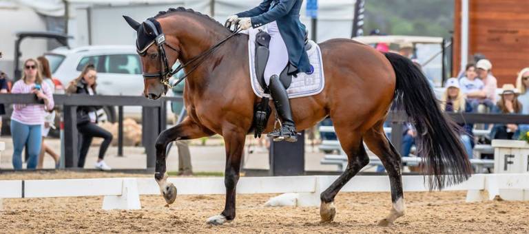 Dressage horse performing a test.