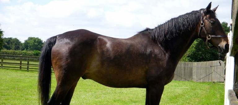 Old swaybacked mare standing in a field.