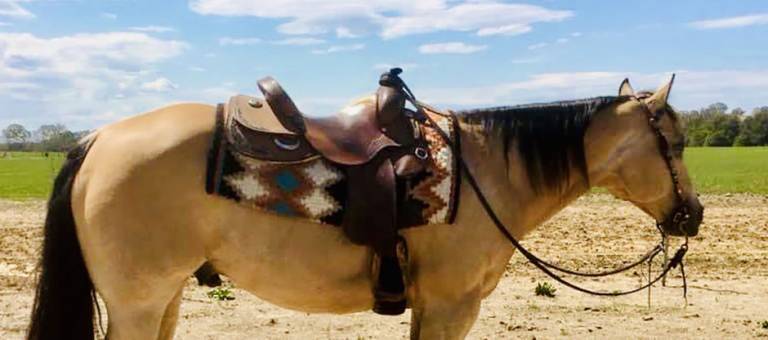 Bucksin quarter horse in western tack Corrado