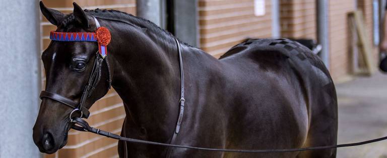 Fancy Show Pony