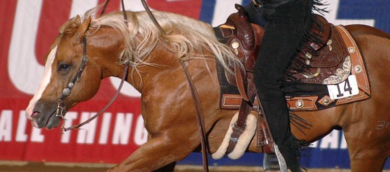 Reining horse, Kentucky Cup