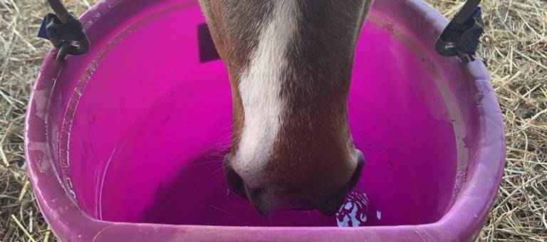 Close-up photo of a bay horse drinking from a water bucket