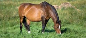 Shiny broodmare grazing in lush pasture
