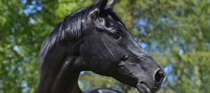 Close-up of black stallion head