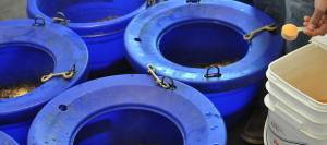 Adding supplements into feed buckets