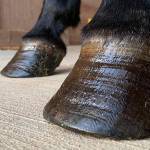 thumnail