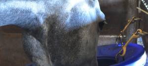 Horse eating grain in a stall