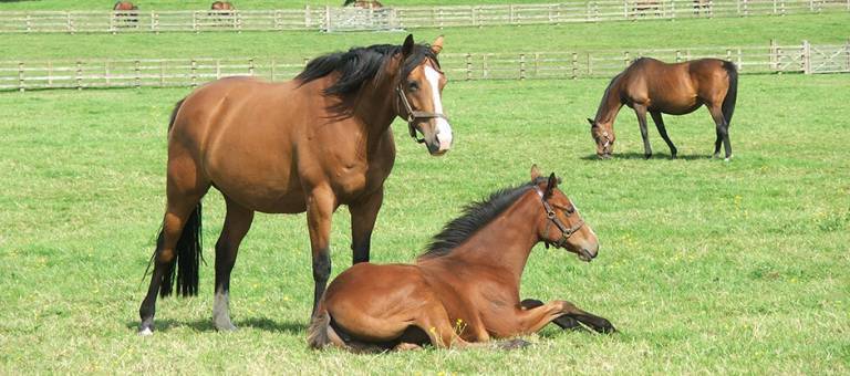 Horses in pasture