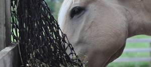 Horse eating from a slow-feed haynet