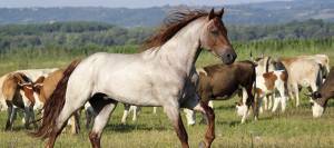 Horse running in pasture with cattle in background