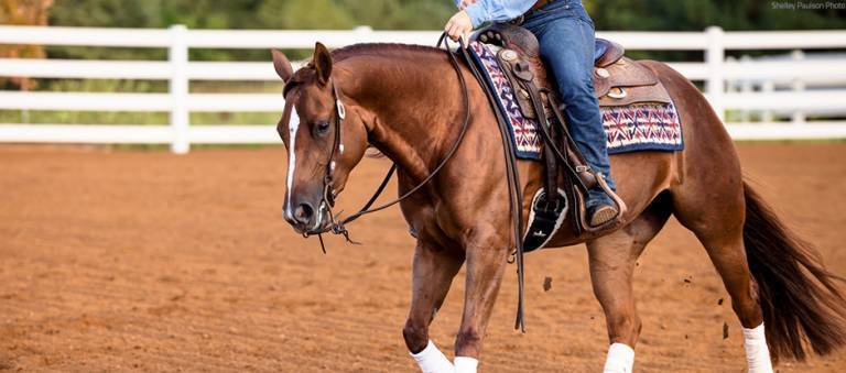 Western performance horse