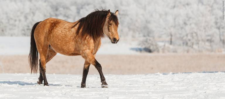 Horse turnout in winter