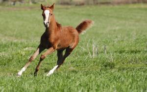 Foal running in field