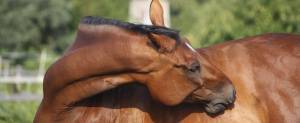 Bay horse scratching stomach