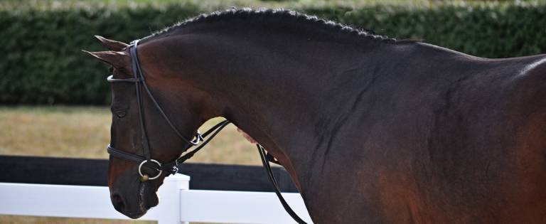 Horse being led in bridle